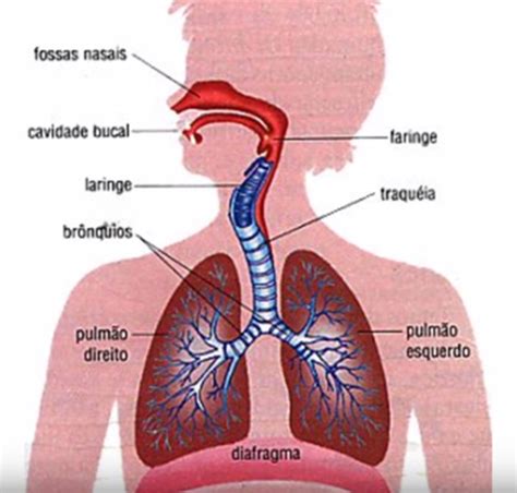 Sistema Respiratório Flashcards Quizlet