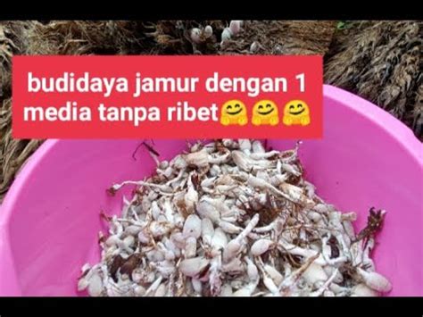 Budidaya Jamur Hanya Dengan Jangkos Sawit Mudah Dan Berhasil YouTube