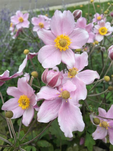 Anemone Tomentosa Robustissima Gradina Chic