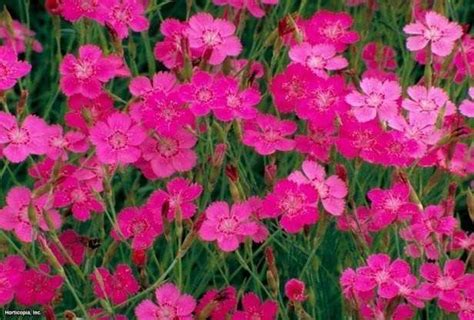 Dianthus Deltoides Maiden Pinks â Brilliantâ Easy care perennials