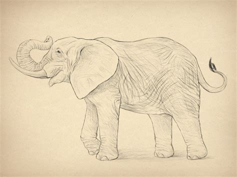 Elephant Drawing Trunk Up at PaintingValley.com | Explore collection of ...