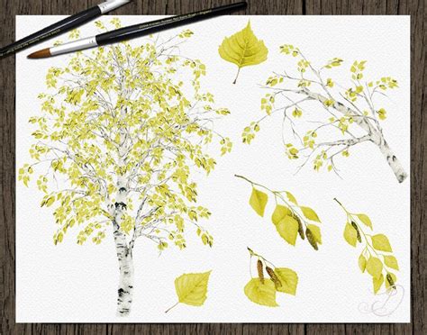 Watercolor Birch Tree Clipart Leaves Greenery Foliage Clip Art Etsy