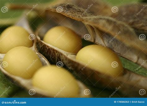 Soybean Plantations And Handling In Brazilian Agribusiness Stock Image