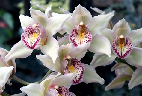 Orchids, Flowers, Spotted, Exotic wallpaper - Coolwallpapers.me!