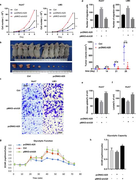 A20 Targets Pfkl And Glycolysis To Inhibit The Progression Of