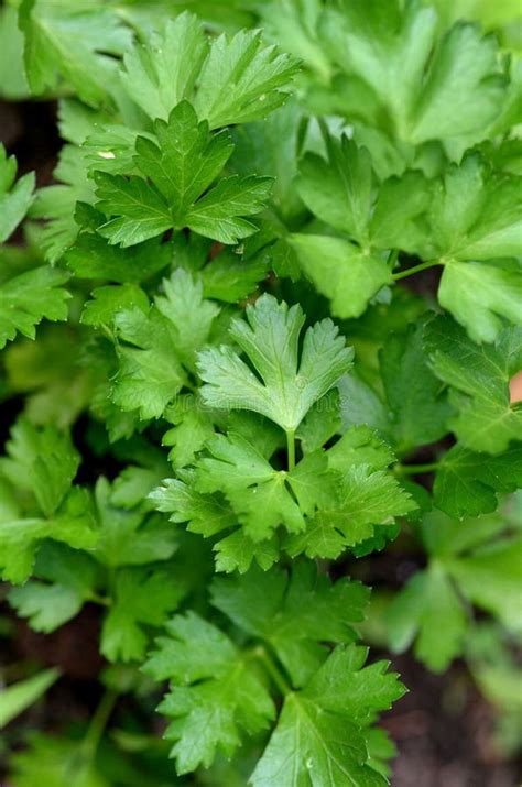 Planta De La Hierba Del Perejil Crispum Del Petroselinum Foto De