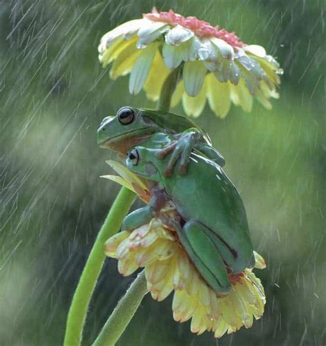 Wildlife Photographer Captures Tiny Garden Frogs Using Flowers As