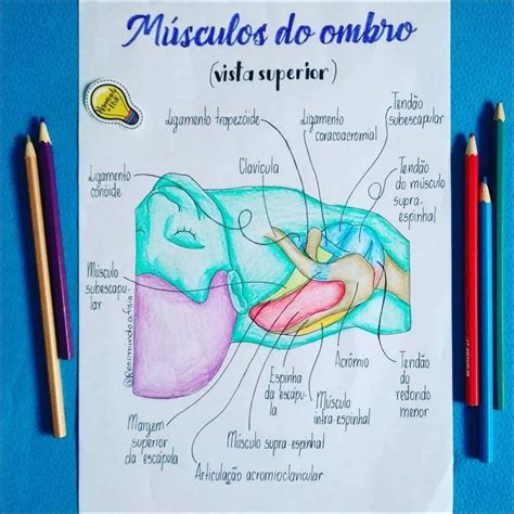 Mapas Mentais Sobre OMBRO Study Maps