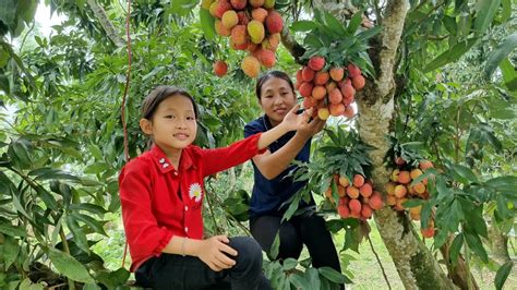 Harvest Lychee Garden Goes To The Market Sell Build A New Life