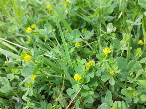 Trifolium dubium (Lesser Hop Clover, Lesser Trefoil, Little Hop Clover ...