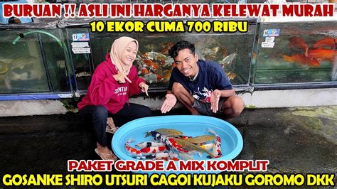 REVIEW HARGA IKAN KOI BLITAR PAKET GRADE A MIX 10 EKOR CUMA 700