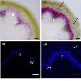 Modulation of lignin and secondary cell wall cellulose by miR319 and ...