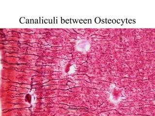 histology bones.pdf