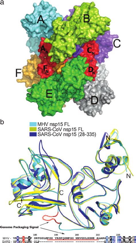 A Surface Representation Of Hexameric Full Length Fl Nsp15 Pdb Download Scientific Diagram