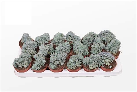 Echeveria Cubic Frost Cm Pot Urban Plant Life Nationwide