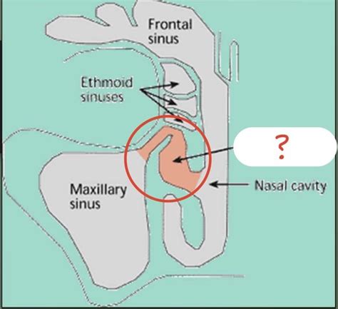 Nose Nasopharynx And Sinuses Anatomy And Physiology Exam 1 Flashcards