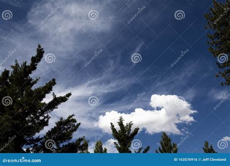 Branches Of Southern Magnolia Magnolia Grandiflora Tree With Leaves And