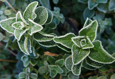 Dit Zijn Groenblijvende Winterharde Kruiden Tijd Voor Je Tuin