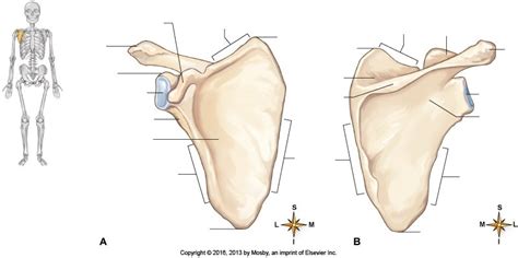 Bone: Scapula Anterior & Posterior View Diagram | Quizlet