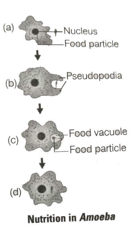 Process Of Nutrition In Amoeba With Diagram Nutrition In Amo