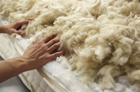 Why Wool Interesting Facts On Why Natural Is Best The Carriage