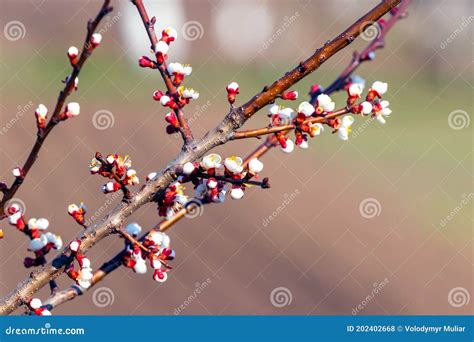 Apricot Branch With Flowers And Buds In Sunny Weather Stock Photo