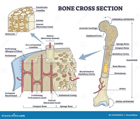 Label The Structure Of A Long Bone