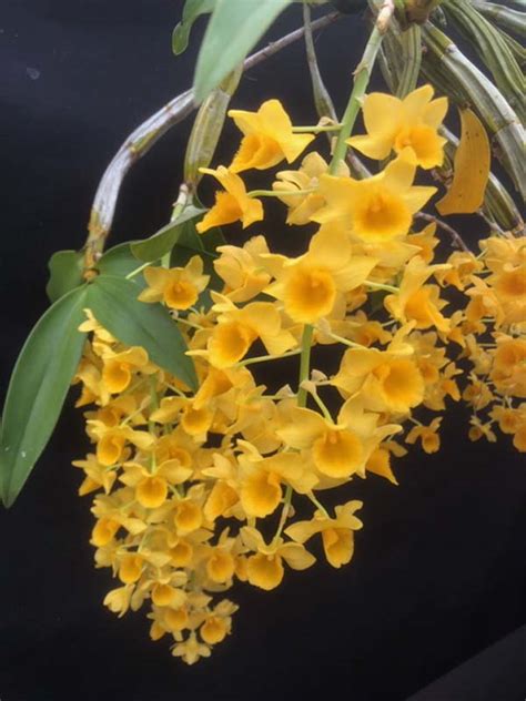 Dendrobium Chrysotoxum Email Us For Availability Gardino Nursery