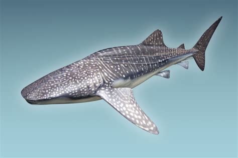 Whale Shark 3d Model 39 Max Fbx Ma Free3d