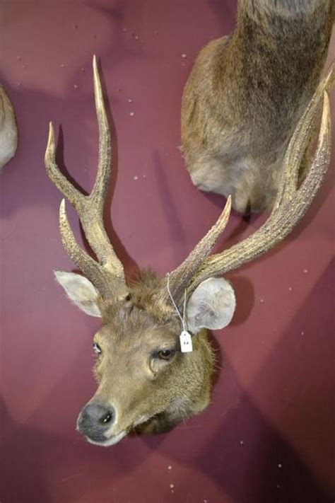 80cm Horned Rusa Deer Taxidermy - Natural History - Industry Science ...