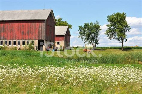 Farm With Wildflowers Stock Photo | Royalty-Free | FreeImages