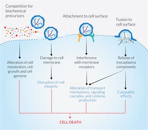 Mycoplasma Elimination Plasmocin And Plasmocure Invivogen