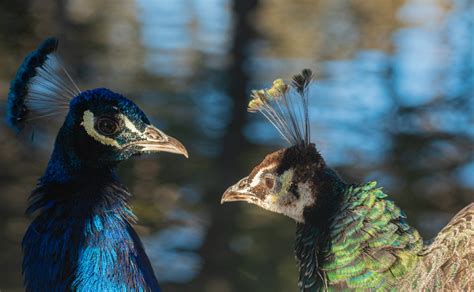 A Couple Of Peacocks Standing Next To Each Other Photo Free Bird