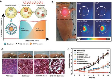 Applications Of Gold Nanoparticles In Cancer Imaging And Treatment