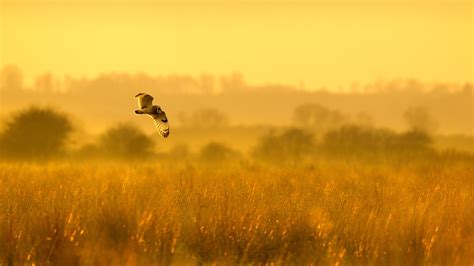 Winter birdwatching - Bing WallPaper