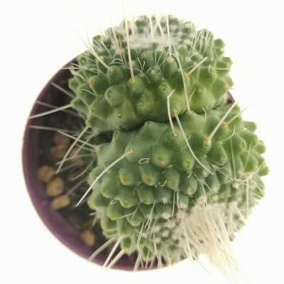 Mammillaria Spinosissima Cv Un Pico F Mostruosa Dicotomica Cm