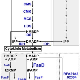 Predicted Pathway Of Cytokinin Metabolism In Phytopathogenic