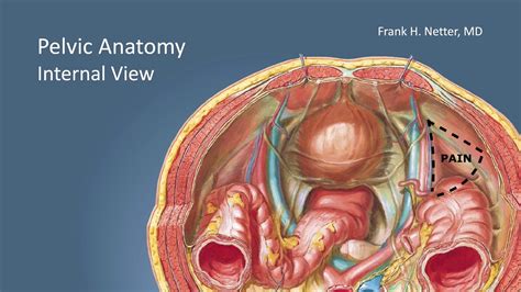 Inguinal Hernia Surgical Anatomy