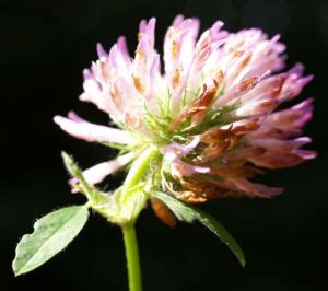 Wiesen Klee Kraut Bl Te Rot Trifolium Pratense Galerie Album Bilder Fotos