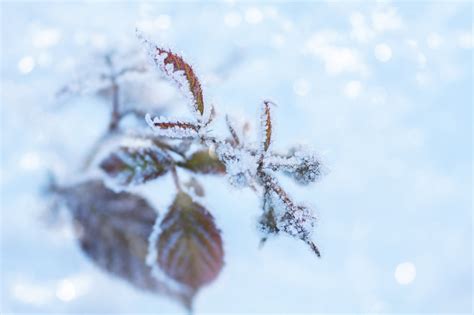 Silne Mrozy Mog Wyrz Dzi Szkody Na Plantacjach Malin I Truskawek