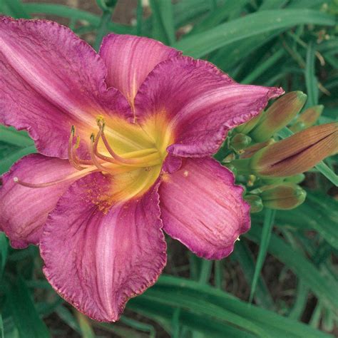 1 Purple Doro Daylily Plant 6944 The Home Depot