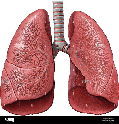 Los Pulmones