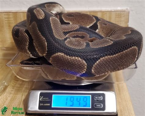 How Much And How Often Should Ball Pythons Eat