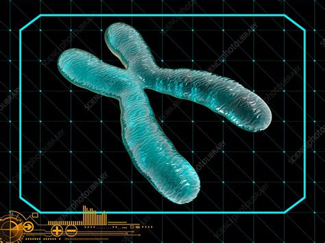 Chromosome Illustration Stock Image C0357857 Science Photo Library