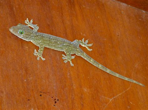 White Banded Narrow Disked Gecko Gekko Albofasciolatus Flickr