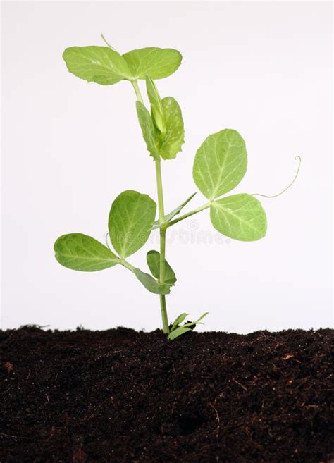 Brote De Arveja En El Suelo Foto De Archivo Imagen De Ambiente