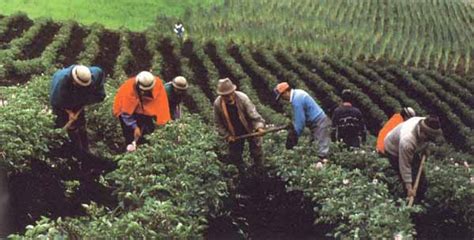 Mapuche Historia Origen Características Y Mucho Más