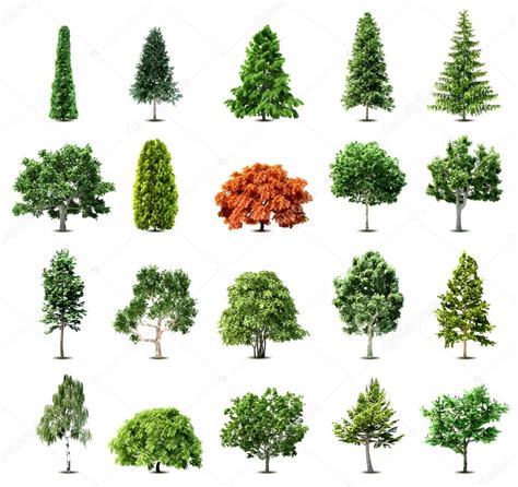 Set Of Trees Isolated On White Background Vector Stock Vector Image By