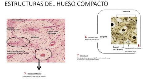 TEJIDOS HISTOLÓGICOS osteona canal de haves pptx