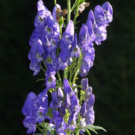 Eisenhut Aconitum Carmichaelii Arendsii Blau